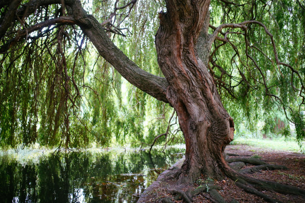 willow
