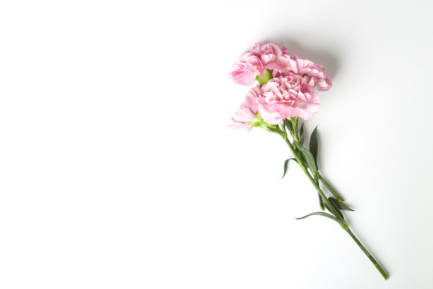 dianthus