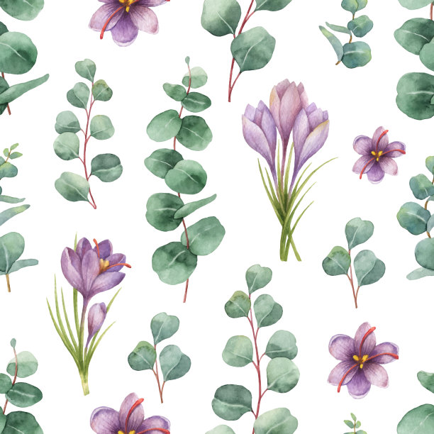 藏红花草药插画
