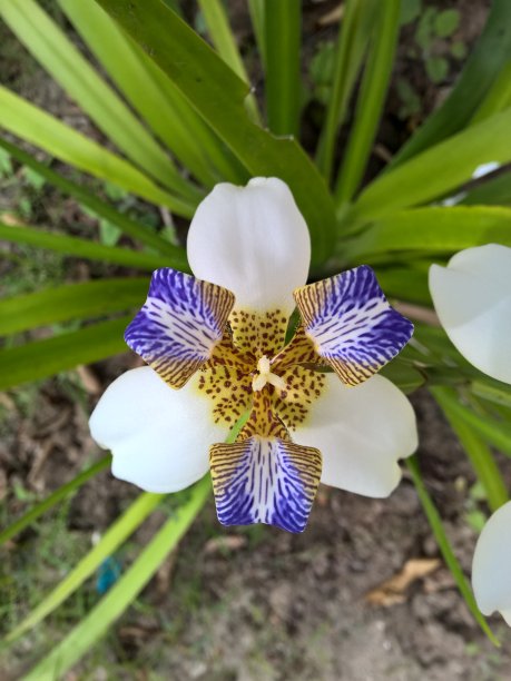 巴西鸢尾花