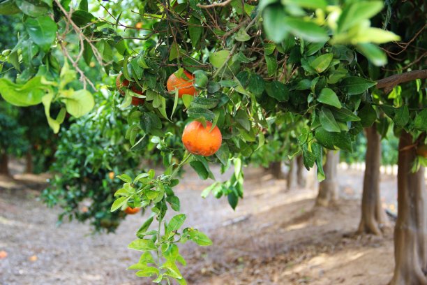 橘子种植