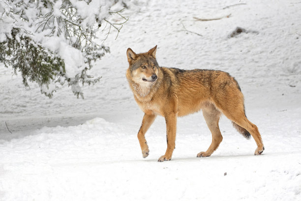 wolf
