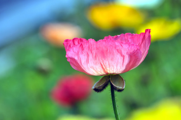 虞美人花蕾