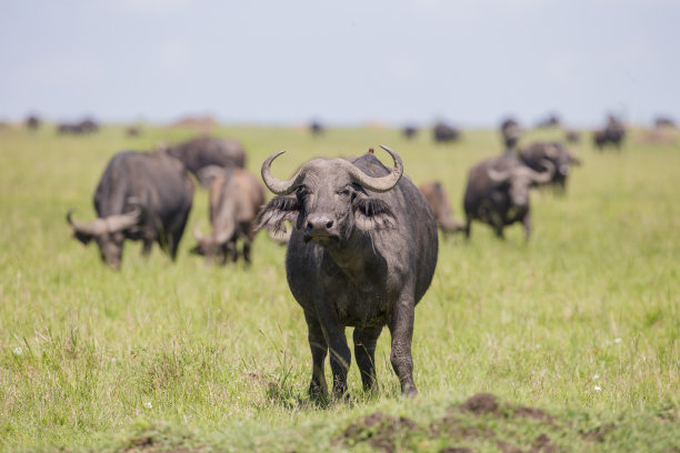 buffalo