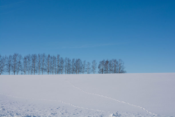 冰雪白桦树