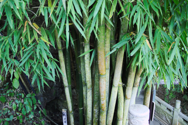 绿竹林竹林围栏