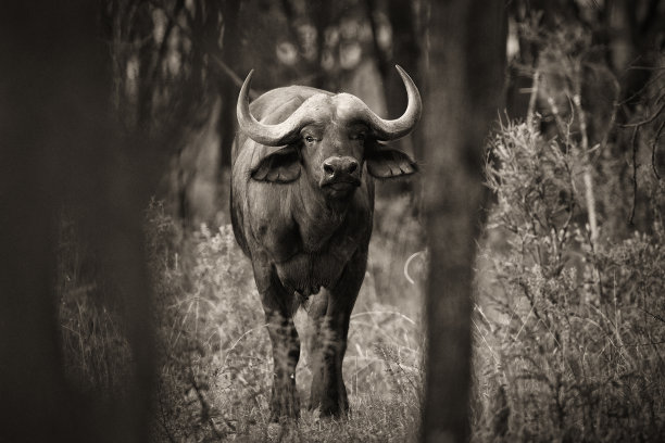 bull