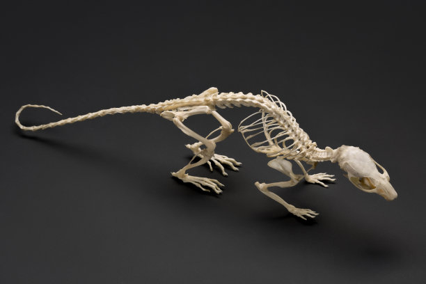 动物脊椎骨