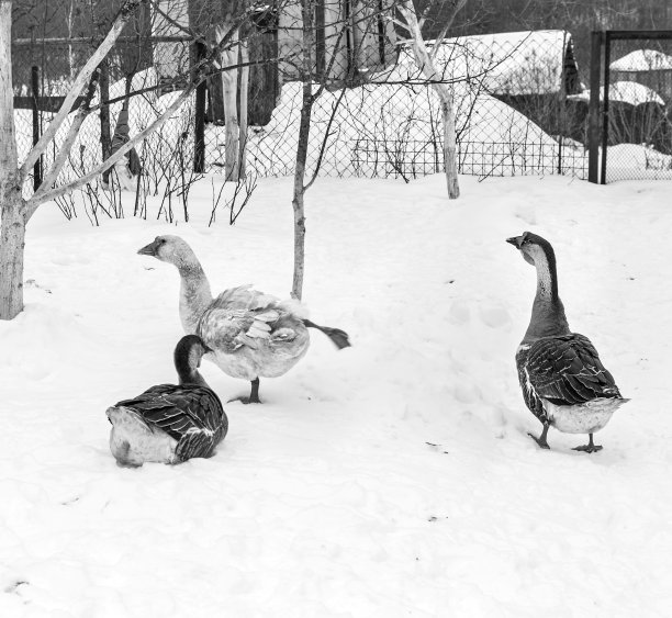 行走在雪地中的人