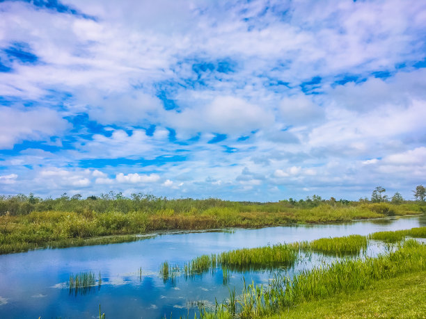 swamp
