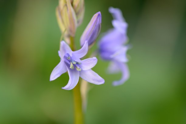 hyacinthoides