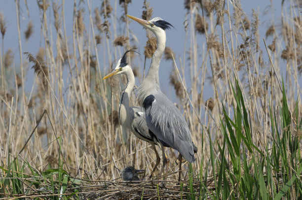 egretta
