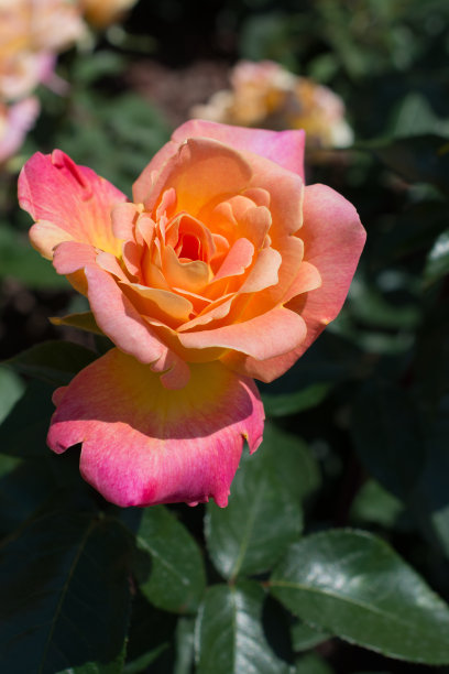 begonia