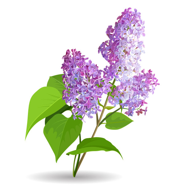 lilac