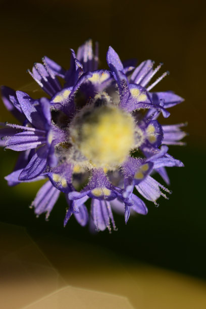 梭鱼草花