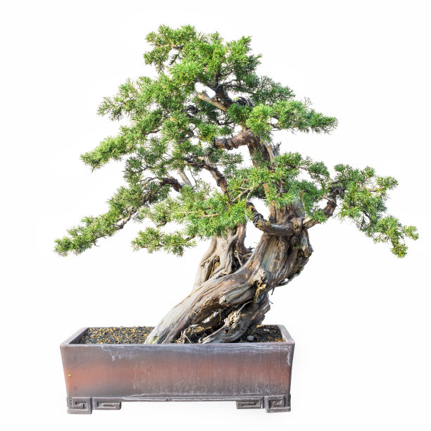bonsai