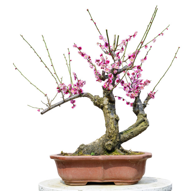古典花纹