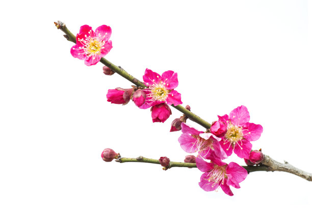 梅花图片