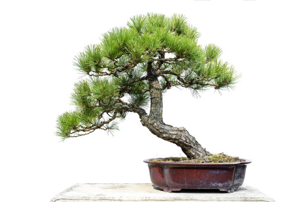 bonsai