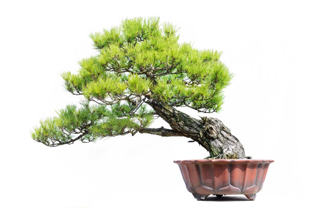 bonsai