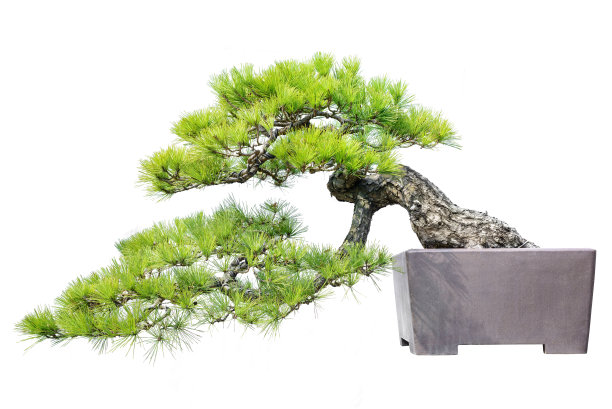 bonsai