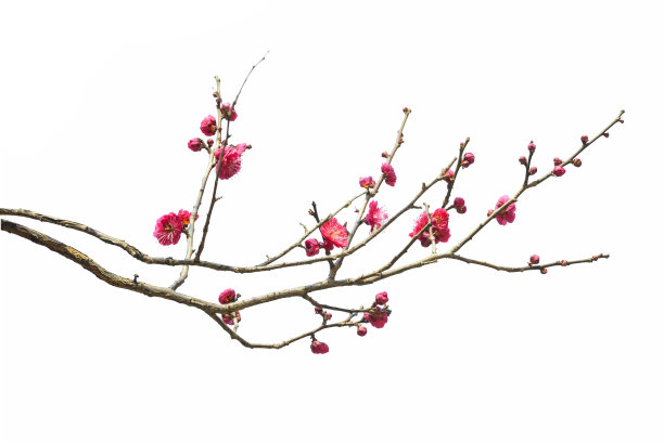 梅花图片