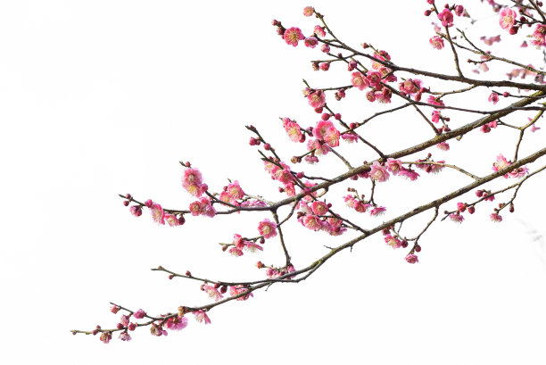 梅花图片