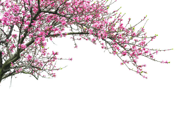 梅花图片