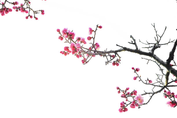 梅花图片
