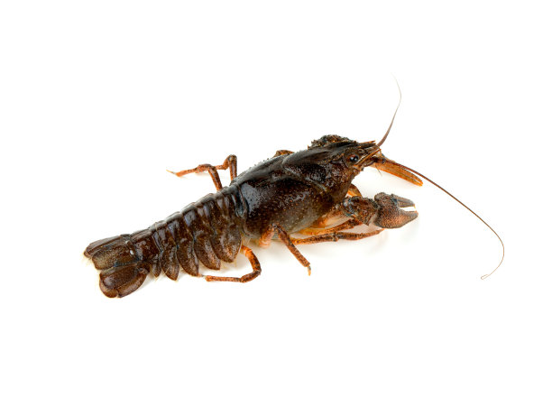crawdad