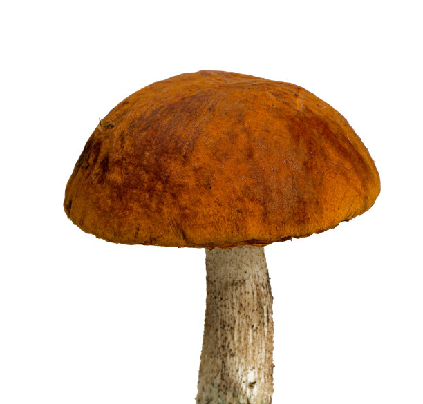 巨大的蘑菇