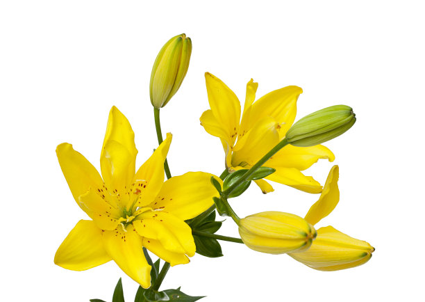 lilium