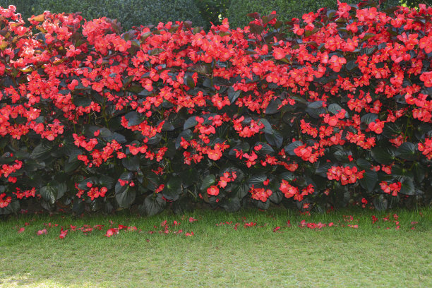 begonia