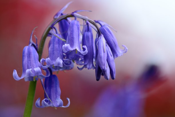 hyacinthoides