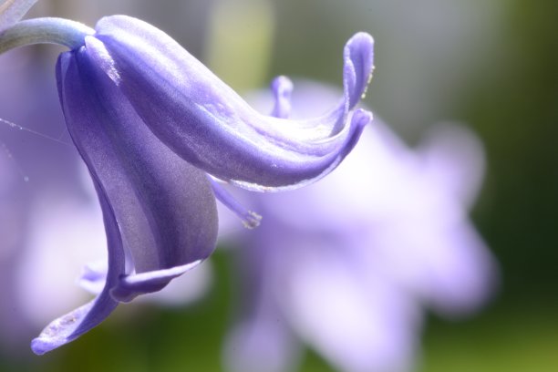 hyacinthoides