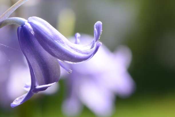 hyacinthoides