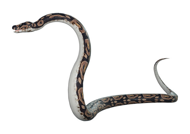 python