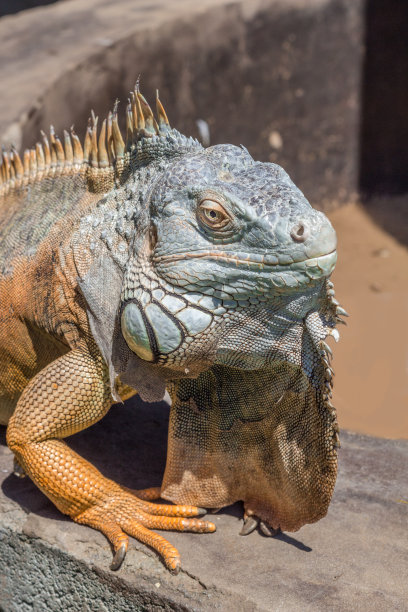 reptilia