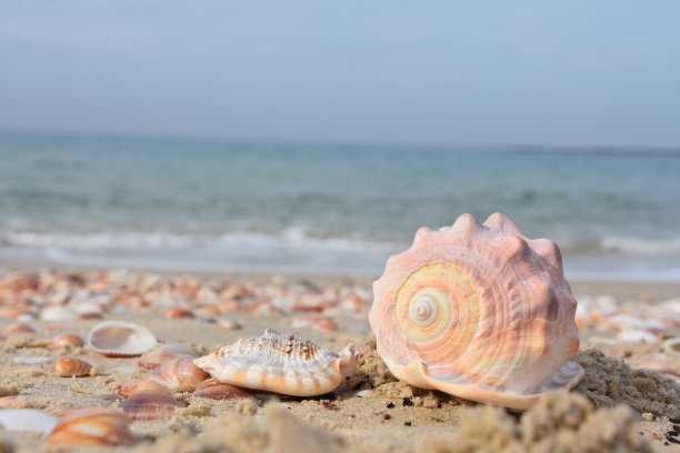 conch
