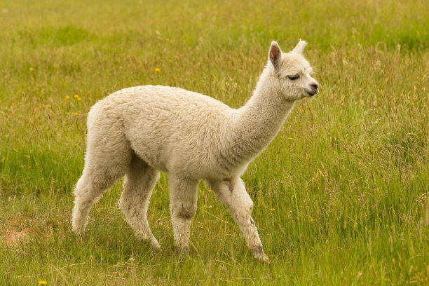 alpaca