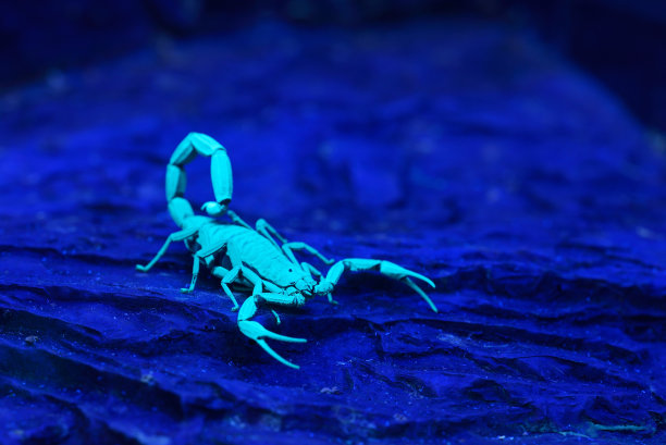 scorpio