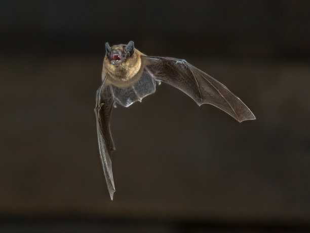 bat