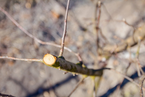 branches