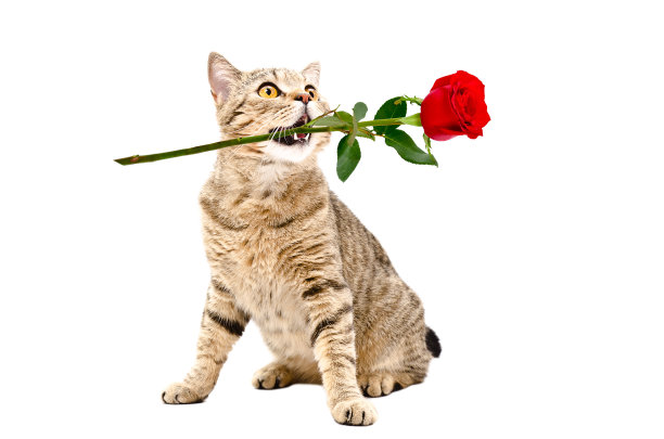 宠物猫玫瑰