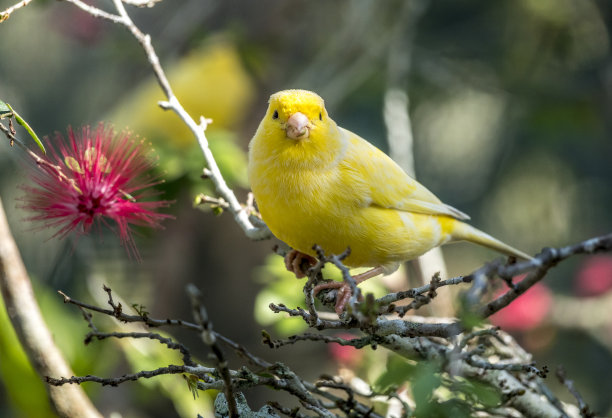 canary