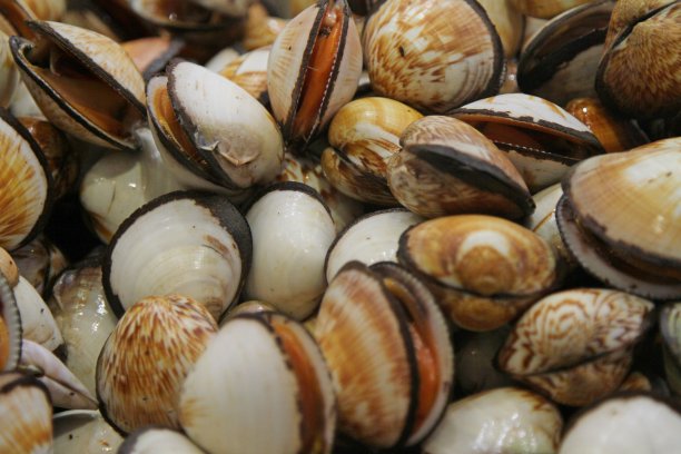 cockle