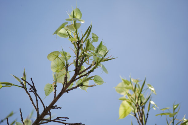 ficus