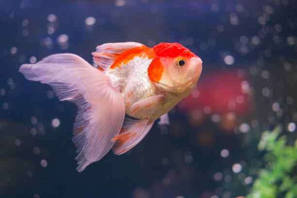 carassius