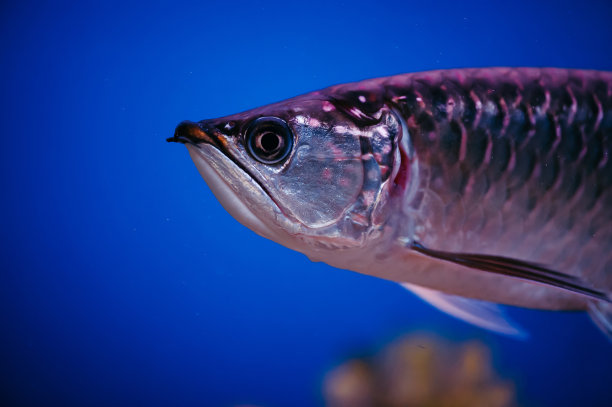arowana