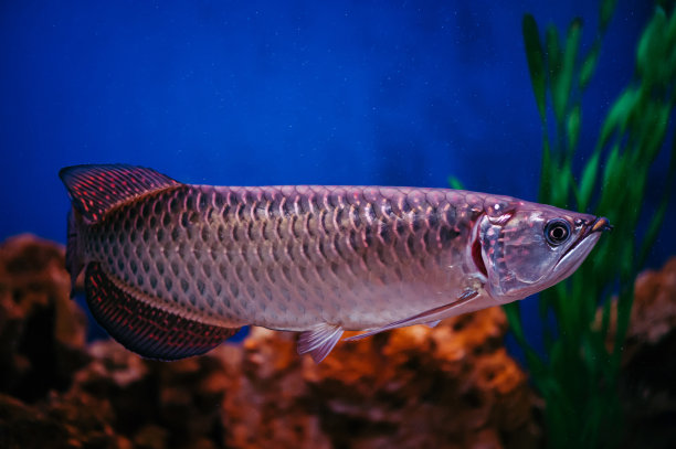 arowana